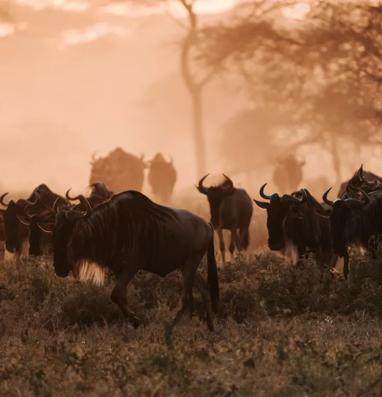 great-migration-usawa-camp-serengeti