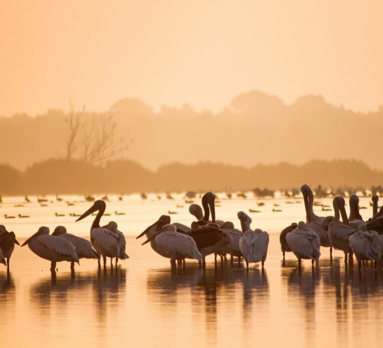 lac-eyasi-tanzanie-e1651496791312