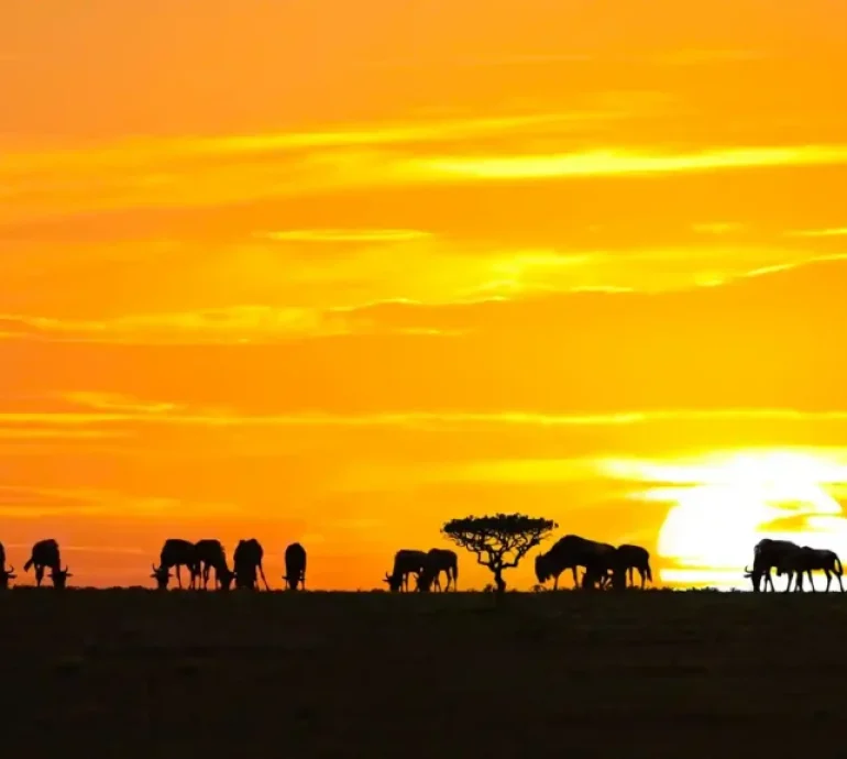 safaris_in_africa_1-1024x576
