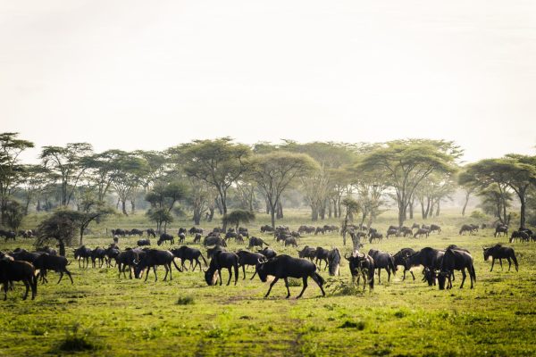 sanctuary-kichakani-serengeti-camp-tanzania-safari-green-season-great-migration-scaled