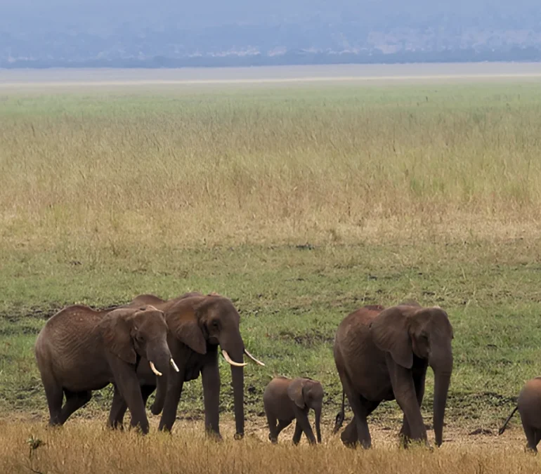 tarangire-national-park-banner